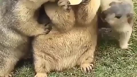 Funny Animals Video