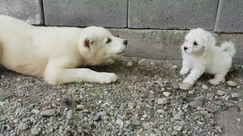 Fearless Puppies Engage In Cute Wrestling Match With A Larger Dog