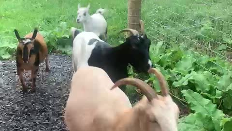 Goats Running for Dinner 08.2021