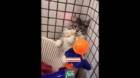 How Does A Cat React To A Baby Toy? - Funny Animals