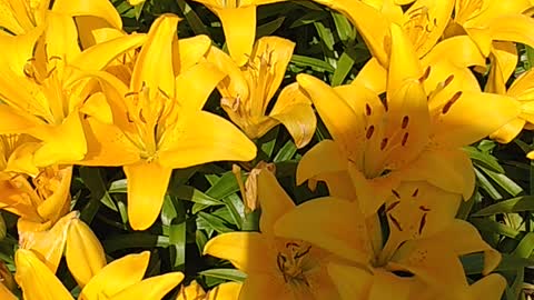 My Beautiful Yellow Lily Flowers 💐