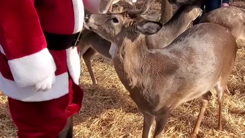 Santa Chooses Some Deer as Backup to Pull His Sleigh