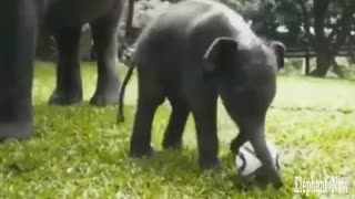 An Elephant Smoll plays football.