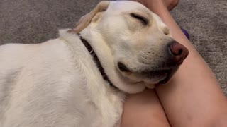 Dog snoring
