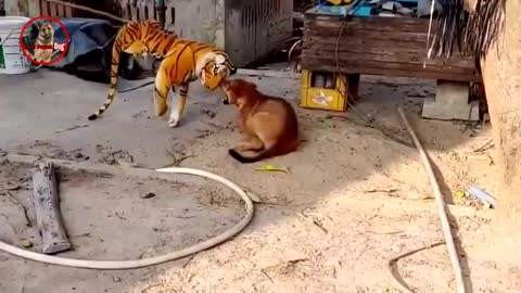 Fake Tiger prank on dogs