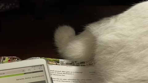 White cat disturbing by shaking its tail while studying