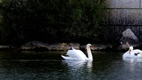 Beautiful white swans swimming in the lake.