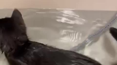 Cat swimming like a fish