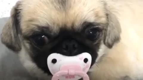 Baby pug sucking on a pacifier... cuteness overload