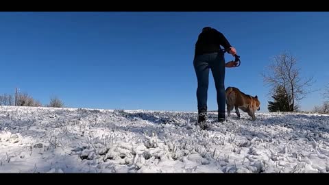 dog and snow fanny