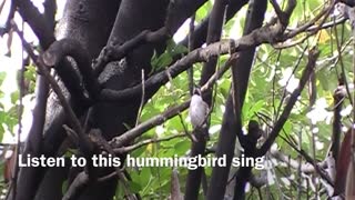 Hummingbird close up and singing