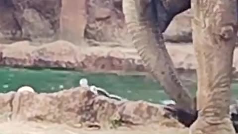 THIS ELEPHANT IS TRYING TO SAVE AN ANTELOPE DROWNING IN A POOL