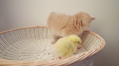 Kittens walk with a tiny chicken with a cat so sweet