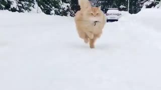 fast runner up cat in cold place