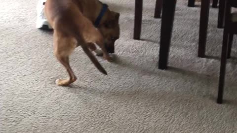 Silly Dog Doing the Bandage Removal Dance