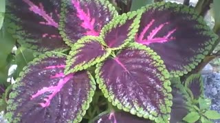 Beautiful coleus plant, with green borders, purple and a touch of pink [Nature & Animals]