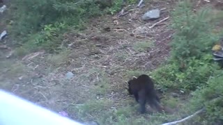 Labrador Pine Marten