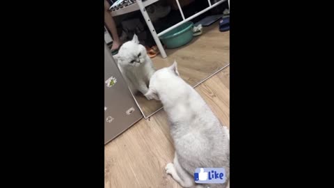 The cat actually had sex with himself in the mirror! #cat