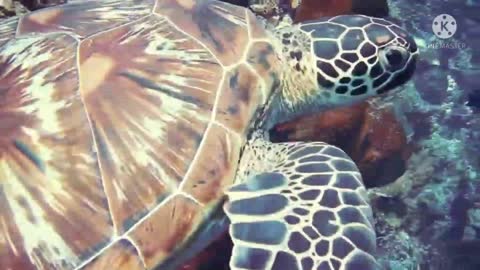 turtle animal is really beautiful and adorable