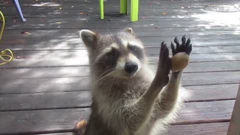 Rocksy the Raccoon knocks at the door for food! Aww So Sweet
