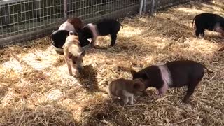 Molly and the pigs 1