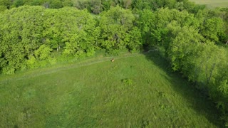 Drone view of a deer