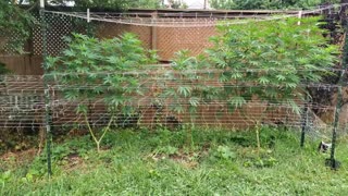 2022 Outdoor Cannabis Garden Tour | Garden Update [#06]
