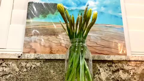 Time lapse of Daffodils blooming
