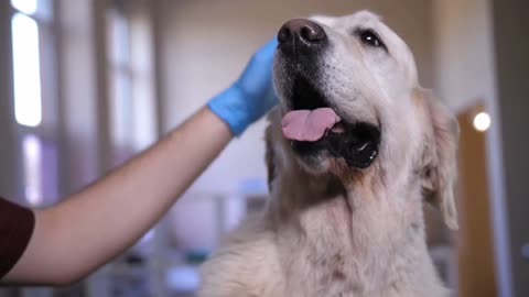 closeup dogs head being caressed by veterinarian