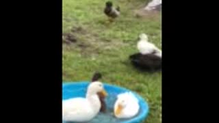 Ducks in sloooow mo