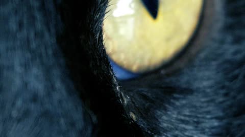 Yellow eyed black cat, close up