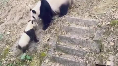 Playing Pandas