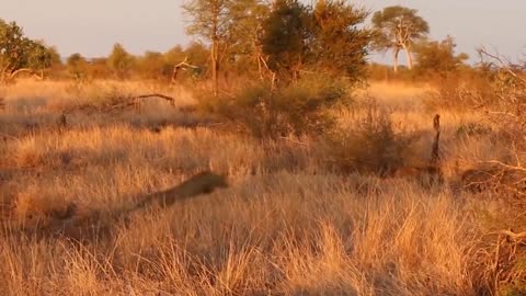 African Wildlife In Action! Warthog Tossing Leopard To The Air To Save Baby | Cheetah vs Wild Boar