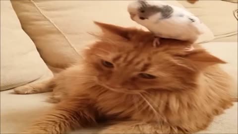 Kitten meets talking toy parrot with adorable results