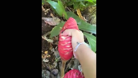 Woman hiking in Hawaii comes across an Awapuhi plant with clear sap that can be used as shampoo