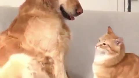 The cat and dog to continue