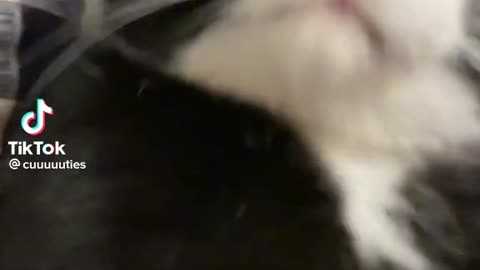 A black and white cat wants to fight