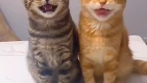 Cats - Baby cats - funny and fluffy (145) / Gatos - Filhotes - engraçados e fofos (145) #shorts