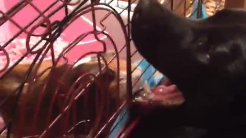 Gerbil Nibbles At Dog's Tongue Every Time The Dog Licks His Face