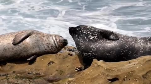Seal Species Showdown Harbor Seal vs Leopard Seal