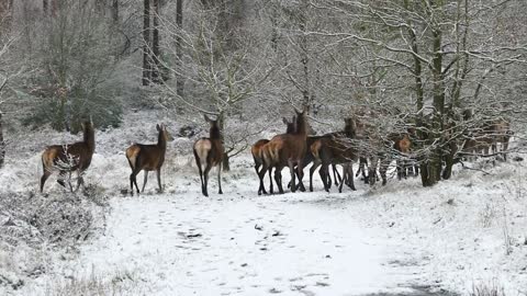 The deer are playing in the snow