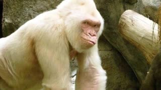 The Bizarre Albino Gorilla!