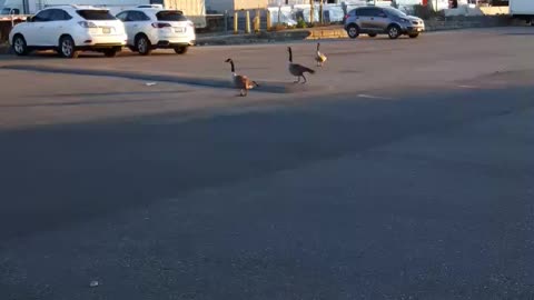 Goose on the hunt
