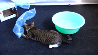 Funny Little Cat Tries to Catch His Tail in a Basin