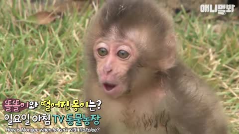 Baby Monkey loves to piggyback riding on Mini Pig