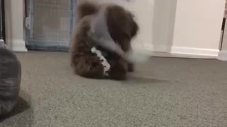 Brown curly dog with cone on plays with toy