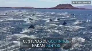 Centenas de golfinhos nadam juntos e dão espetáculo