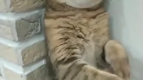 A Cat with fighting skills amazing try not to laugh