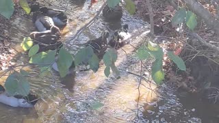 Rouen Ducks and Beltsville Small Whites at Near Creek