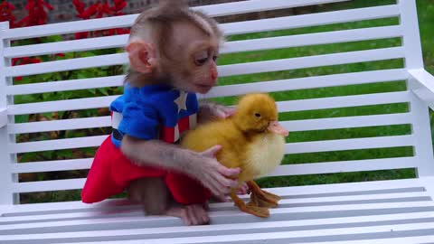 Satisfying video Cute animals Baby Monkey Zozo Zozo takes care of the Yellow ducks in the garden